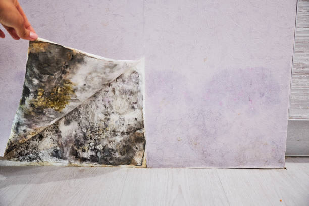 Best Attic Mold Removal  in Lahaina, HI
